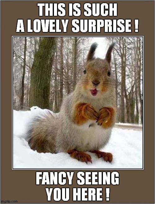 A Squirrel Surprise ! | THIS IS SUCH A LOVELY SURPRISE ! FANCY SEEING YOU HERE ! | image tagged in squirrel,surprise,meeting | made w/ Imgflip meme maker