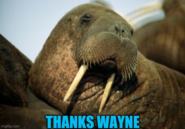 Sexual Deviant Walrus Meme | THANKS WAYNE | image tagged in memes,sexual deviant walrus | made w/ Imgflip meme maker