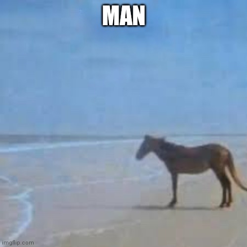 Horse Staring at sea | MAN | image tagged in horse staring at sea | made w/ Imgflip meme maker