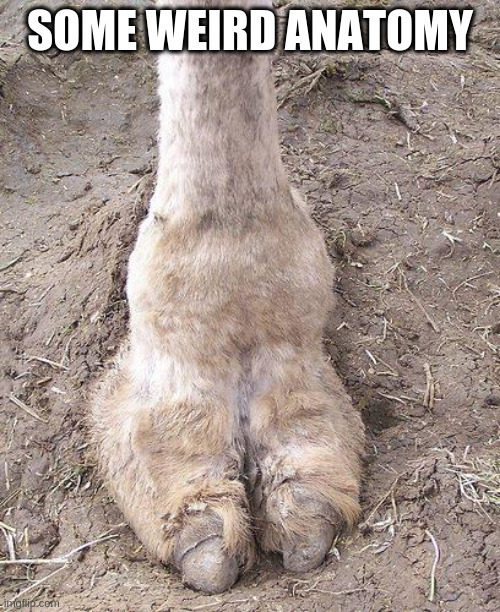 camel toe | SOME WEIRD ANATOMY | image tagged in camel toe | made w/ Imgflip meme maker