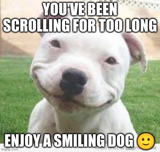 Happy Friday Puppy | YOU'VE BEEN SCROLLING FOR TOO LONG; ENJOY A SMILING DOG 🙂 | image tagged in happy friday puppy | made w/ Imgflip meme maker