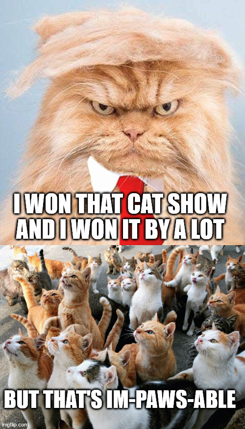 The Cat Show is Rigged. | I WON THAT CAT SHOW AND I WON IT BY A LOT; BUT THAT'S IM-PAWS-ABLE | image tagged in cats | made w/ Imgflip meme maker