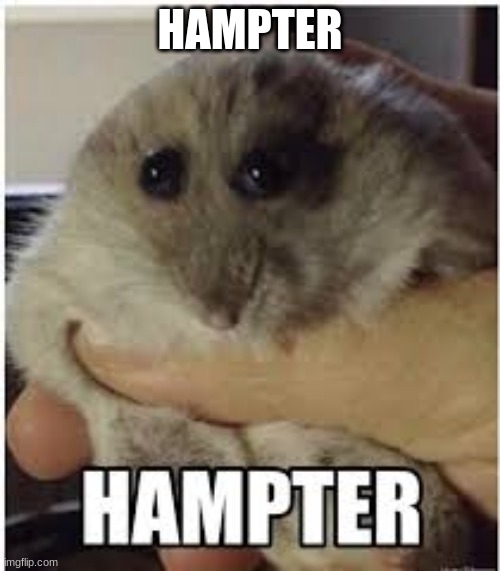 hampter | HAMPTER | image tagged in hampter | made w/ Imgflip meme maker