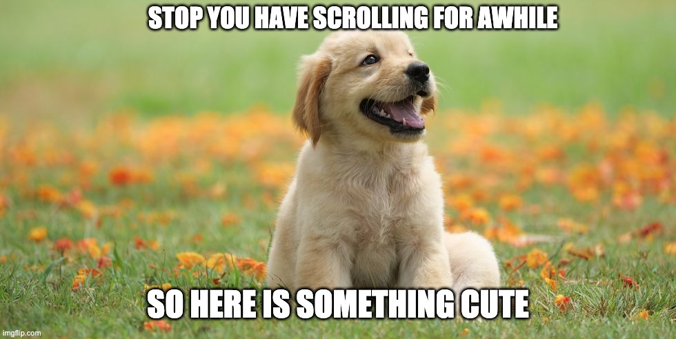 STOP YOU HAVE SCROLLING FOR AWHILE; SO HERE IS SOMETHING CUTE | image tagged in memes | made w/ Imgflip meme maker