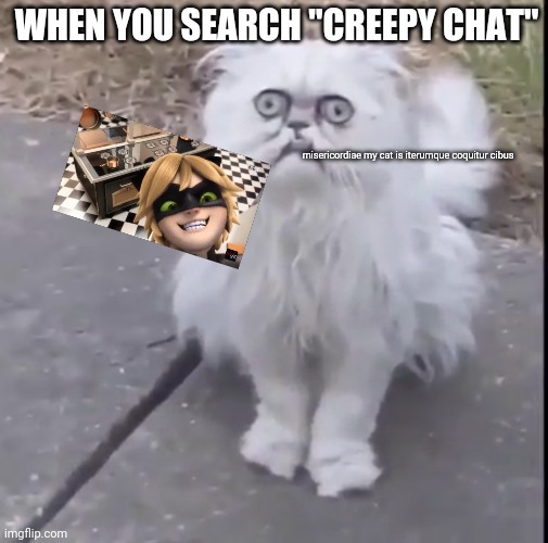 Creepy Cat | WHEN YOU SEARCH "CREEPY CHAT"; misericordiae my cat is iterumque coquitur cibus | image tagged in creepy cat | made w/ Imgflip meme maker