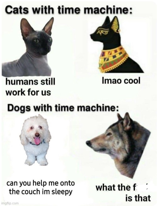 Cats VS Dogs | image tagged in lmao | made w/ Imgflip meme maker