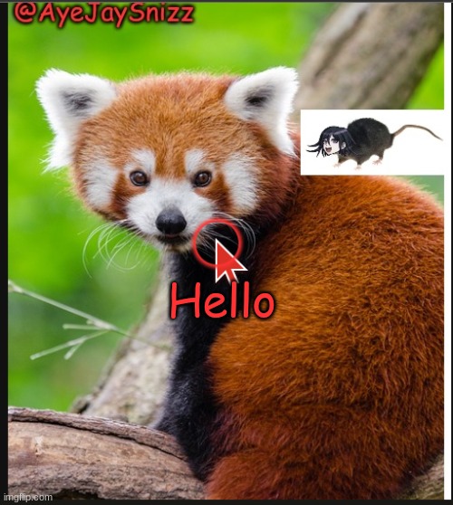 hi im new | Hello | image tagged in ayejaysnizz red panda announcement | made w/ Imgflip meme maker