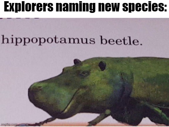 The next generation of hippos | Explorers naming new species: | image tagged in funny | made w/ Imgflip meme maker