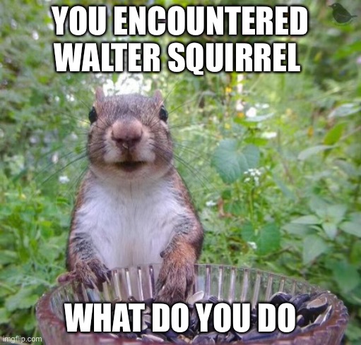 Walter squirrel | YOU ENCOUNTERED WALTER SQUIRREL; WHAT DO YOU DO | image tagged in walter squirrel | made w/ Imgflip meme maker