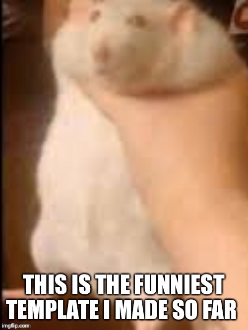 Man holding hamster | THIS IS THE FUNNIEST TEMPLATE I MADE SO FAR | image tagged in man holding hamster | made w/ Imgflip meme maker