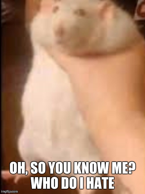 Man holding hamster | OH, SO YOU KNOW ME?
WHO DO I HATE | image tagged in man holding hamster | made w/ Imgflip meme maker