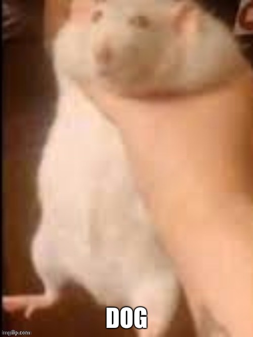Man holding hamster | DOG | image tagged in man holding hamster | made w/ Imgflip meme maker