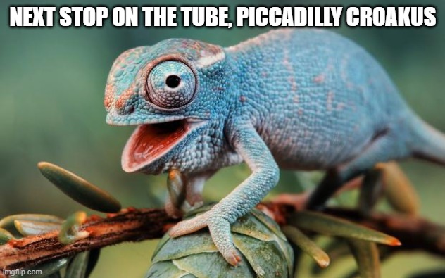 Guffaw chameleon.  | NEXT STOP ON THE TUBE, PICCADILLY CROAKUS | image tagged in guffaw chameleon | made w/ Imgflip meme maker