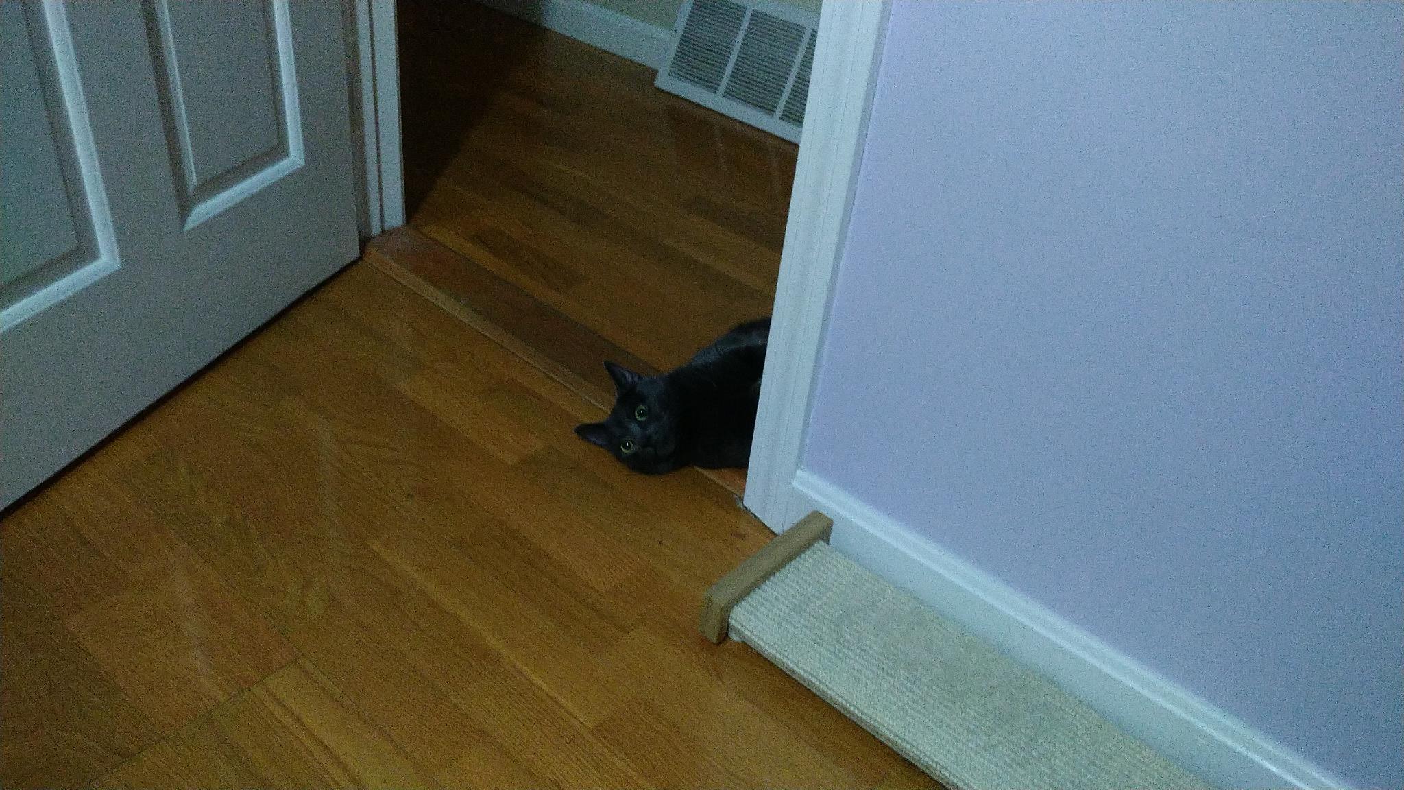 High Quality Floor Cat Blank Meme Template