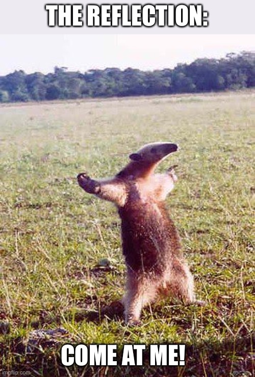 come at me anteater | THE REFLECTION: COME AT ME! | image tagged in come at me anteater | made w/ Imgflip meme maker
