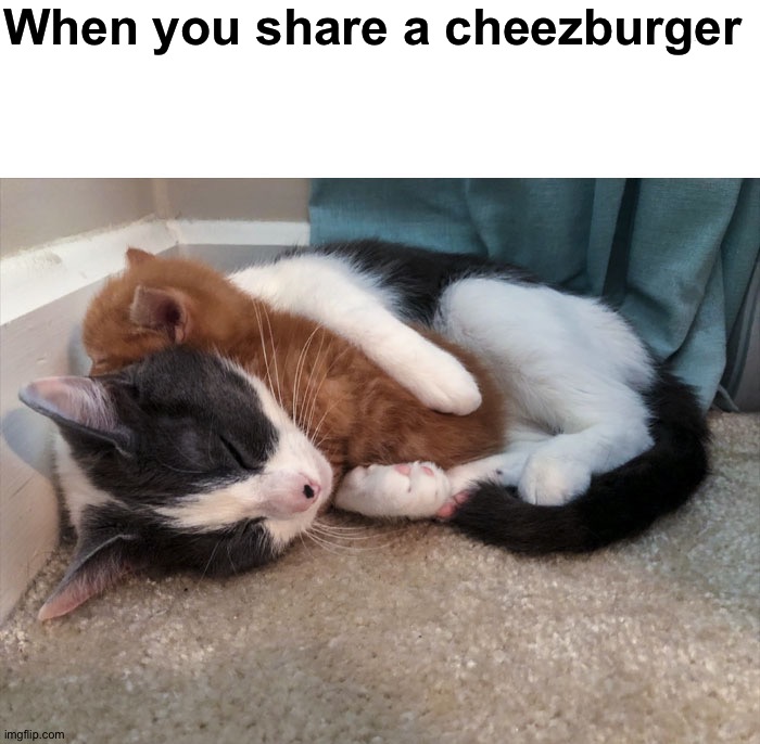 *insert fart sound here* | When you share a cheezburger | made w/ Imgflip meme maker