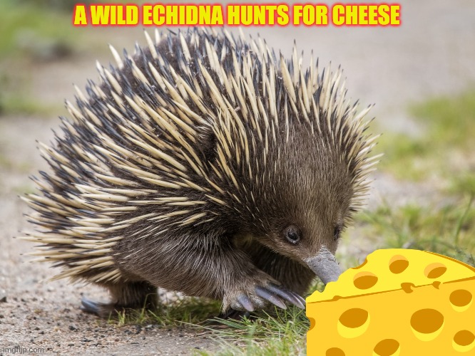 Knuckles IRL... | A WILD ECHIDNA HUNTS FOR CHEESE | image tagged in sonic the hedgehog,knuckles,but why why would you do that | made w/ Imgflip meme maker