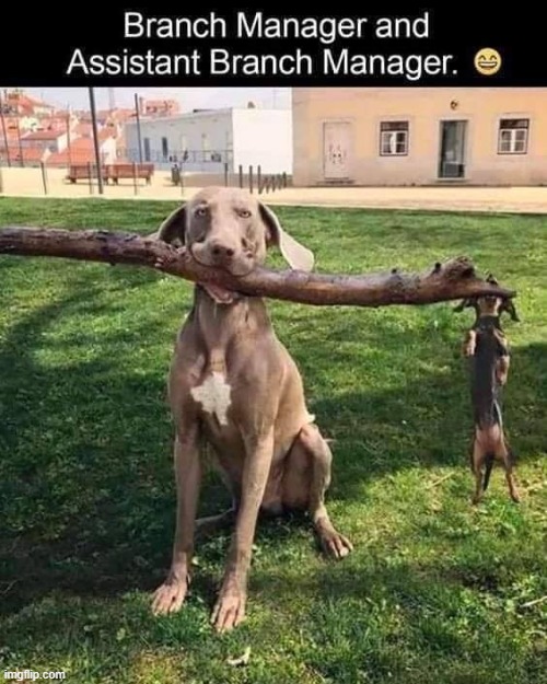 Branch Manager | image tagged in overly attached girlfriend | made w/ Imgflip meme maker