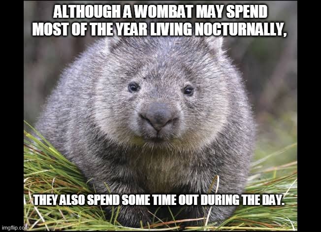 Wombat |  ALTHOUGH A WOMBAT MAY SPEND MOST OF THE YEAR LIVING NOCTURNALLY, THEY ALSO SPEND SOME TIME OUT DURING THE DAY. | image tagged in wombat | made w/ Imgflip meme maker