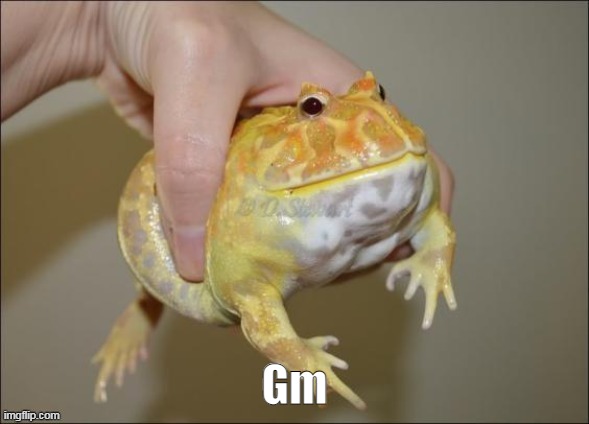 Phrog. | Gm | made w/ Imgflip meme maker