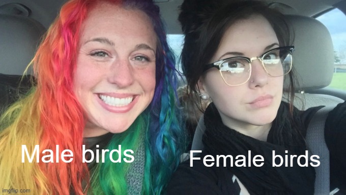 Birds are the absolute opposite of the human race | Male birds; Female birds | image tagged in my sister and i are polar opposites | made w/ Imgflip meme maker