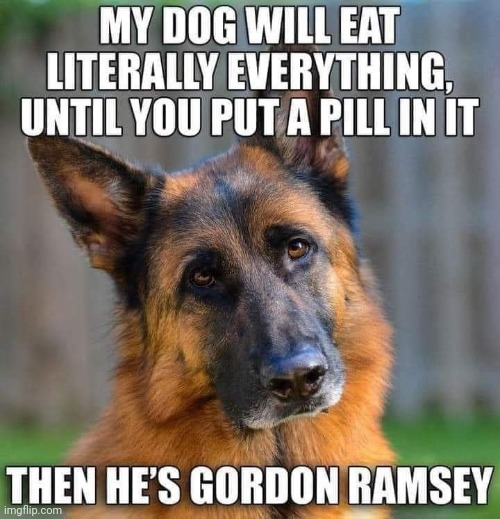 Repost: Fussy Dog Meme | image tagged in medicine,repost,fussy,dog,gordon ramsey | made w/ Imgflip meme maker