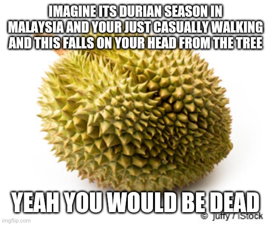 there are actual incidents of it | IMAGINE ITS DURIAN SEASON IN MALAYSIA AND YOUR JUST CASUALLY WALKING AND THIS FALLS ON YOUR HEAD FROM THE TREE; YEAH YOU WOULD BE DEAD | image tagged in durian | made w/ Imgflip meme maker