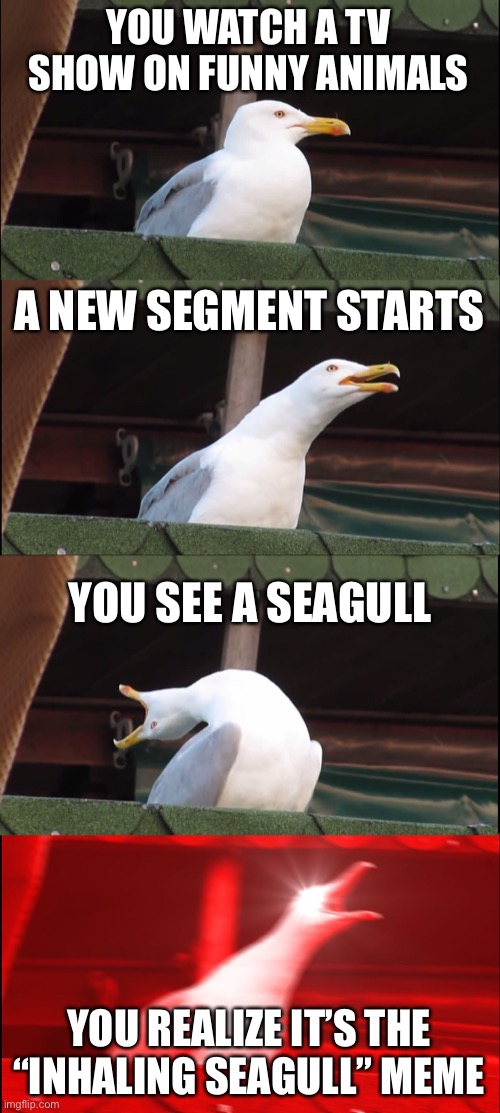 True | YOU WATCH A TV SHOW ON FUNNY ANIMALS; A NEW SEGMENT STARTS; YOU SEE A SEAGULL; YOU REALIZE IT’S THE “INHALING SEAGULL” MEME | image tagged in memes,inhaling seagull | made w/ Imgflip meme maker
