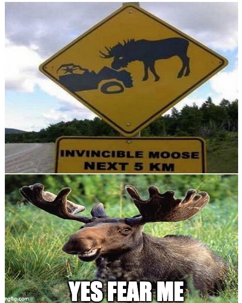 An Invincible Moose? | YES FEAR ME | image tagged in blank sheet,invincible,moose | made w/ Imgflip meme maker