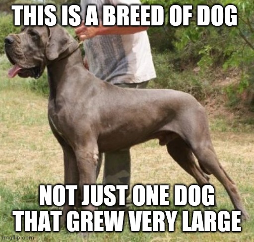 And it's a puppy | THIS IS A BREED OF DOG; NOT JUST ONE DOG THAT GREW VERY LARGE | image tagged in wow | made w/ Imgflip meme maker