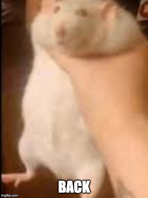 Man holding hamster | BACK | image tagged in man holding hamster | made w/ Imgflip meme maker