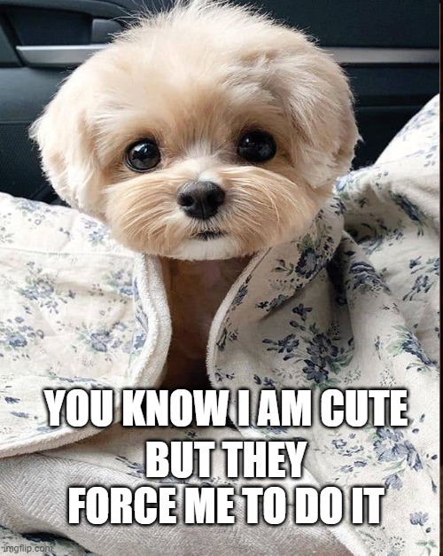 why do people force their dogos? | YOU KNOW I AM CUTE; BUT THEY FORCE ME TO DO IT | image tagged in bad owner | made w/ Imgflip meme maker