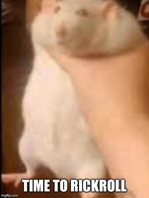Man holding hamster | TIME TO RICKROLL | image tagged in man holding hamster | made w/ Imgflip meme maker