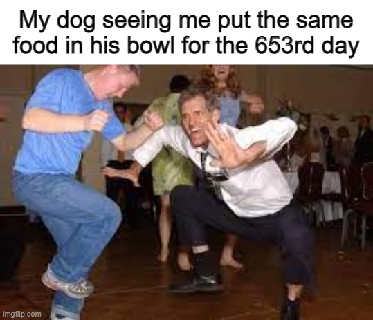 All Doggo's | My dog seeing me put the same food in his bowl for the 653rd day | image tagged in funny | made w/ Imgflip meme maker