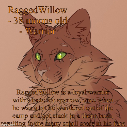 RaggedWillow
- 38 moons old
- Warrior; RaggedWillow is a loyal warrior with a taste for sparrow, once when he was a kit he wandered out of the camp and got stuck in a thorn bush, resulting in the many small scars in his face | made w/ Imgflip meme maker