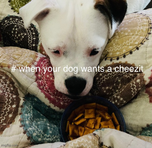 He really wants a cheezit so bad | image tagged in doggo | made w/ Imgflip meme maker