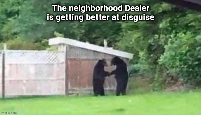 Beary suspicious | The neighborhood Dealer is getting better at disguise | image tagged in drugs are bad,confession bear,hiding in plain sight,fuzzy was he | made w/ Imgflip meme maker