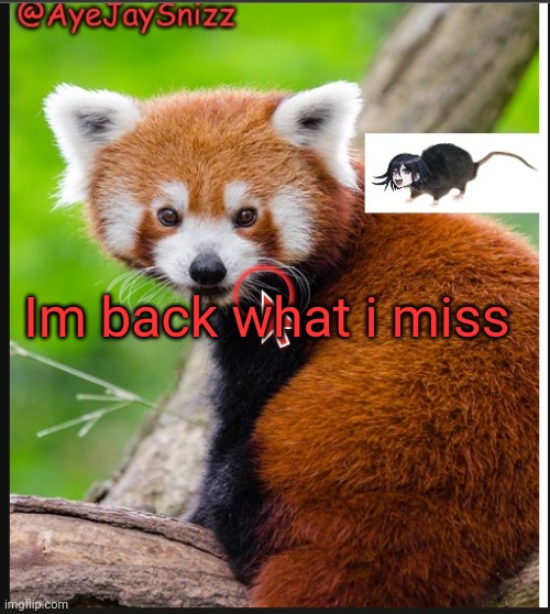 AyeJaySnizz Red Panda Announcement | Im back what i miss | image tagged in ayejaysnizz red panda announcement | made w/ Imgflip meme maker