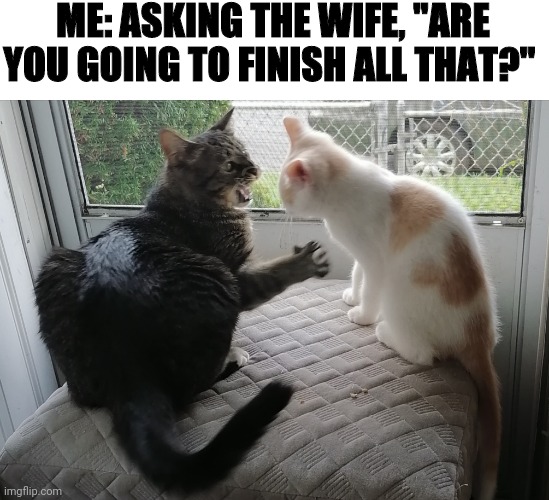 Are you going to finish that? | ME: ASKING THE WIFE, "ARE YOU GOING TO FINISH ALL THAT?" | image tagged in fun,cats,animals,happy,stimulus,anger | made w/ Imgflip meme maker