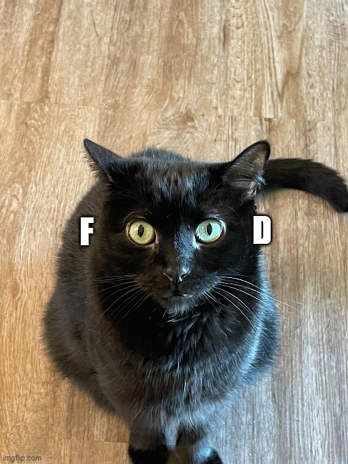 fOOd | D; F | image tagged in food,cats,cute cats | made w/ Imgflip meme maker
