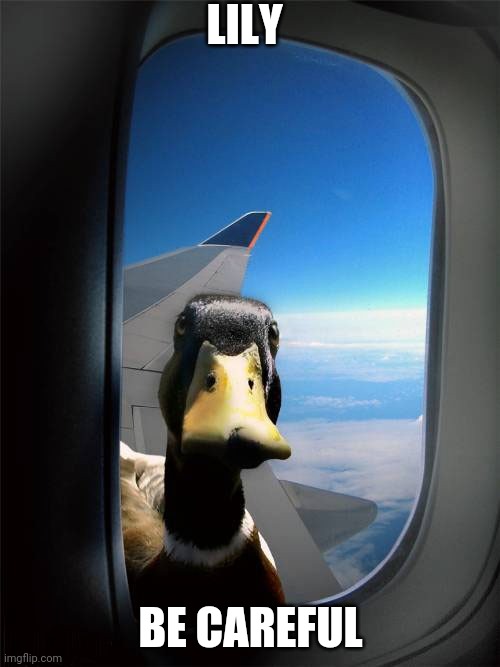 Duck Plane Window | LILY; BE CAREFUL | image tagged in duck plane window | made w/ Imgflip meme maker