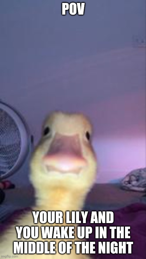 Ok im done | POV; YOUR LILY AND YOU WAKE UP IN THE MIDDLE OF THE NIGHT | image tagged in duckling bruh | made w/ Imgflip meme maker