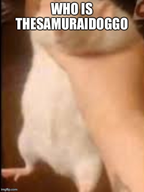 Man holding hamster | WHO IS THESAMURAIDOGGO | image tagged in man holding hamster | made w/ Imgflip meme maker