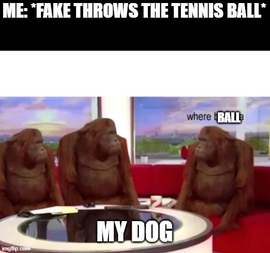 Monkey where | ME: *FAKE THROWS THE TENNIS BALL*; BALL; MY DOG | image tagged in monkey where | made w/ Imgflip meme maker