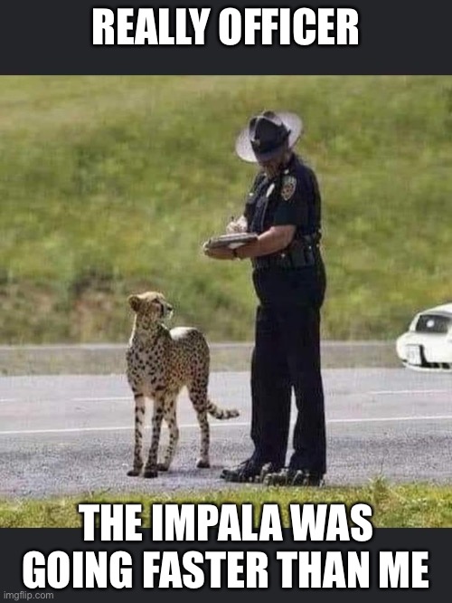 Speeding cheetah | REALLY OFFICER; THE IMPALA WAS GOING FASTER THAN ME | image tagged in cop and cheetah,speeding ticket,memes | made w/ Imgflip meme maker