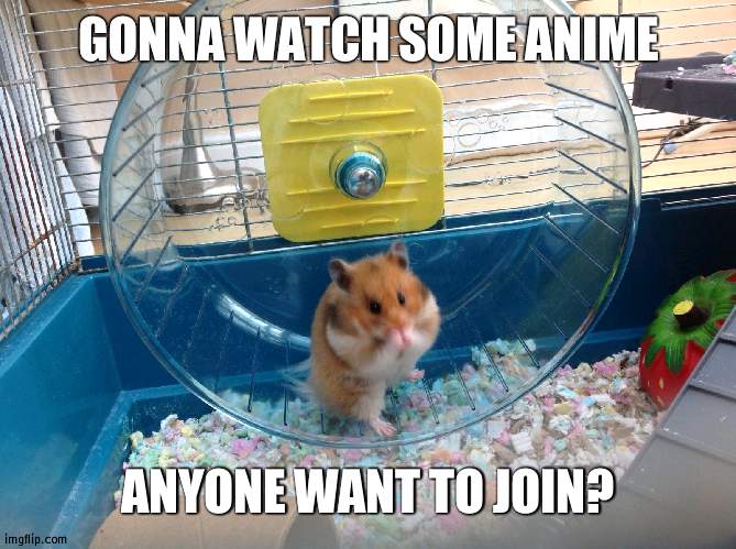Link will be in description | GONNA WATCH SOME ANIME; ANYONE WANT TO JOIN? | image tagged in come join me hamster | made w/ Imgflip meme maker