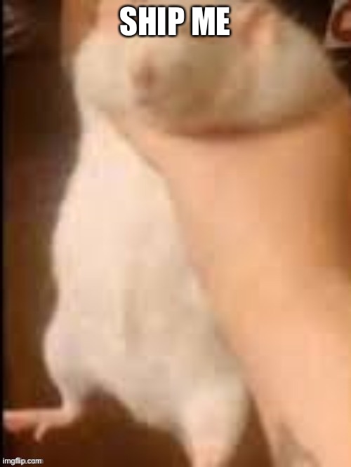 Man holding hamster | SHIP ME | image tagged in man holding hamster | made w/ Imgflip meme maker
