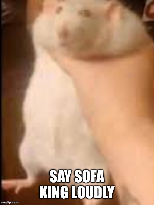 Man holding hamster | SAY SOFA KING LOUDLY | image tagged in man holding hamster | made w/ Imgflip meme maker