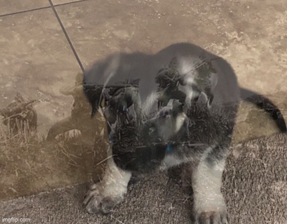 My puppo but small PTSD | made w/ Imgflip meme maker