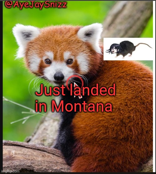 AyeJaySnizz Red Panda Announcement | Just landed in Montana | image tagged in ayejaysnizz red panda announcement | made w/ Imgflip meme maker